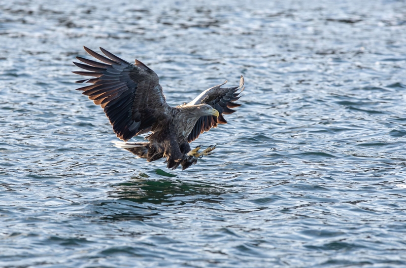 White Tailed Eagle - Isle of Mull - Scotland
