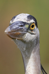Great Blue Heron head front view, Viera Wetlands, Florida