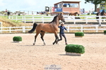 240717A-155738-03214_Trot Up 3pm to 4pm