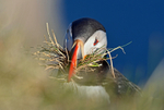 Puffin
