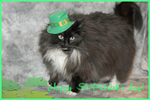 Happy St Patrick's day!