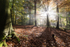 Beech Flare