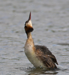 Great Crested Grebe shaking itself dry