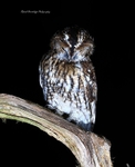 Tawny Owl