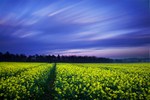Cloud Movement over Rape Field