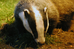 Badger