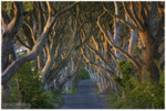 The Dark Hedges (IMG0625)