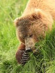 Brown Bear (female) grazing close view, Silver Salmon Creek, Alaska