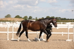 SBM_03377