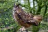 Owl (© Andy Millikin)