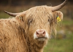 A bad hair day