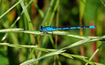 Common Blue Damselfly