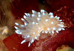 Antiopella cristata