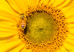 Sunflower Bee 11