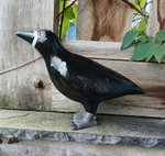 Juvenile Rook