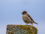 Tree Sparrow
