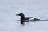 Black Guillemot swimming on fjord, Spitsbergen, Svalbard