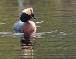 Horned Grebe 93-4314