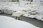 Whooper Swan