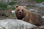 Brown Bear