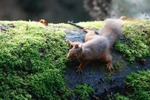 Red Squirrel 7