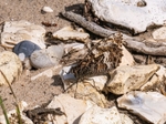 Grayling