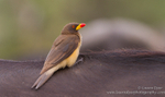 Yellow-billed Oxpecker on buffalo