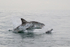 Great White Shark lunges at decoy seal, Mossel Bay, South Africa