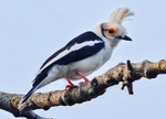 White Crested Helmet Shrike