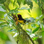 Yellow-crowned Euphonia portfolio