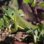  European green lizard (Lacerta viridis)  ♂︎