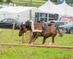Dunblane show-42