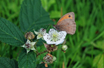 Meadow Brown