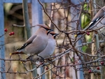 Waxwing