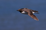 Guillemot in flight, Flamborough Head, Yorkshire