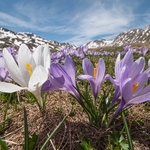 Neapolitan  Crocus (Crocus neapolitanus) formerly Crocus vernus 