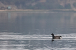Brent Goose swimming, Wych Channel, Poole Harbour, Dorset