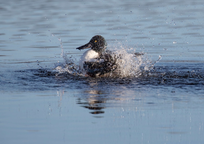 Northern shoveler - Leighton Moss RSPB - Lancashire