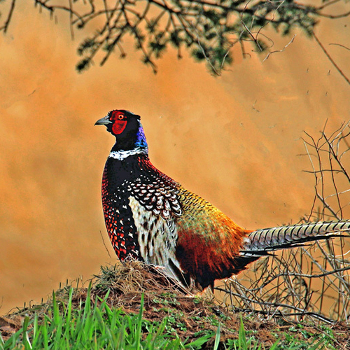 The Tantramar Marsh has a healthy population of Ring-necked Pheasants.