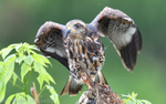 Snail Kite