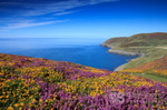 Heather and Gorse, Porth Llanllawen