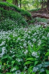Wild Garlic