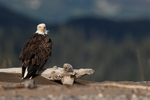 Bald Eagle perched looking back, Lake Clark NP, Alaska