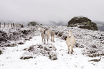 Ponies in the Snow Carnedd Meibion Owen