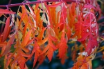 Red leaves 1
