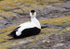 SBD006: Eider Drake