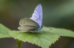 Holly Blue
