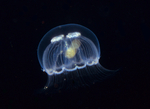 Aurelia aurita