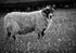 _D4R3882_bw