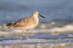 Willet wading in surf, Fort De Soto Park, Florida